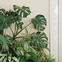 green jungle in the apartment. tall plants with large leaves. - home decoration stock pictures, royalty-free photos & images