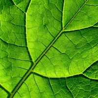 green leaf texture background. - garden decoration stock pictures, royalty-free photos & images