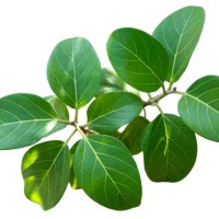 green leaf texture isolated on white background. green leaves pattern background. natural background and wallpaper - garden decoration stock pictures, royalty-free photos & images