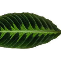 green leaves are separated on the background. - garden decoration stock pictures, royalty-free photos & images