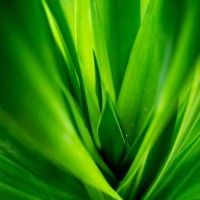green leaves background. tropical leaf pattern texture. abstract nature background abstrac concept. - garden decoration stock pictures, royalty-free photos & images