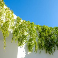 green leaves decorated white wall. - garden decoration stock pictures, royalty-free photos & images