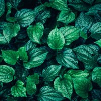 green leaves pattern background, natural lush foliages of leaf texture backgrounds. - garden decoration stock pictures, royalty-free photos & images