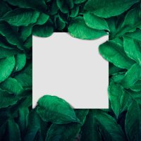 green leaves pattern background with paper frame border, natural lush foliage plant of leaf texture backgrounds. - garden decoration stock pictures, royalty-free photos & images