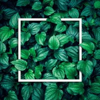 green leaves pattern background with texting frame, natural lush foliages of leaf texture backgrounds. - garden decoration stock pictures, royalty-free photos & images