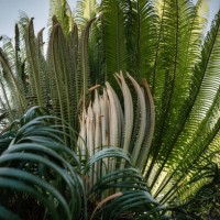 green leaves pattern of asia sago palm (cycas) plant, natural lush foliages of leaf texture backgrounds. - garden decoration stock pictures, royalty-free photos & images