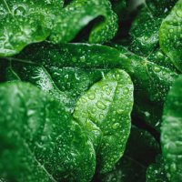 green leaves with dew drops - food stock pictures, royalty-free photos & images
