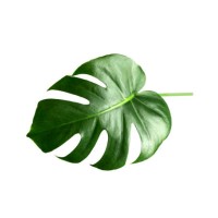 green monstera leaf isolated on white background. tropical plant popular in home decor. - garden decoration stock pictures, royalty-free photos & images