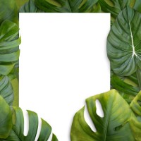 green monstera leaves background.full frame with blank sheet. - garden decoration stock pictures, royalty-free photos & images