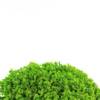 green moss isoalted on white background. floristics concept. close up. - garden decoration stock-fotos und bilder