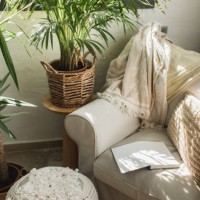 green plant in pot near couch with pillows. - home decoration stock pictures, royalty-free photos & images