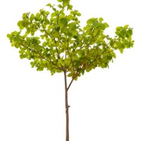 green tree is isolated on a white background. clipping path - garden decoration stock pictures, royalty-free photos & images