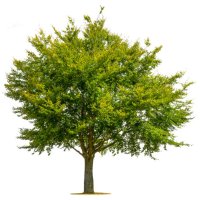 green tree on a white background. - garden decoration stock pictures, royalty-free photos & images