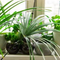 green tropical houseplants and home flowers in flowerpots on windowsill. home greenhouse gardening. - garden decoration stock pictures, royalty-free photos & images