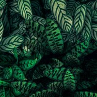 green tropical leaf. - garden decoration stock pictures, royalty-free photos & images