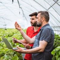greenhouse owner examining flowers and using laptop and touchpad at work. - food stock pictures, royalty-free photos & images