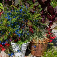 group of pots planted with mixed exotic plants in late summer - garden decoration stock pictures, royalty-free photos & images