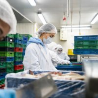group of workers working in the production line at a fish factory - food stock pictures, royalty-free photos & images