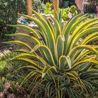 growing agave plants in the garden - garden decoration stock pictures, royalty-free photos & images