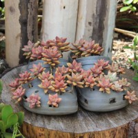 growing plants in your shoes by charissa lotter (de scande) - garden decoration stock pictures, royalty-free photos & images