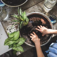 gruppe von menschen, die ziergarten mit kokedama japanische technik lernen - garden decoration stock-fotos und bilder