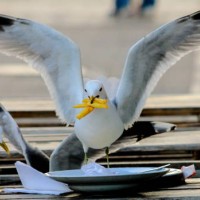 gull lunch - food stock pictures, royalty-free photos & images