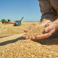 handful of ripe wheat seeds at wheat field - food stock pictures, royalty-free photos & images