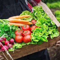 hands holding a grate full of fresh vegetables - food stock pictures, royalty-free photos & images