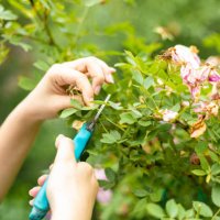 hands of a female gardener cutting dry flowers from a camellia bush - garden decoration stock pictures, royalty-free photos & images