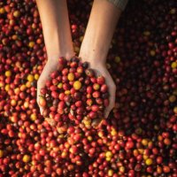 hands of farmer woman harvesting crops from the coffee plantation - coffee stock pictures, royalty-free photos & images