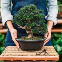 hands of unrecognizable woman holding a pot with a bonsai tree in a garden nursery. - garden decoration stock-fotos und bilder