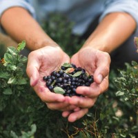 handvol wilde bosbessen van het bos - food stockfoto's en -beelden