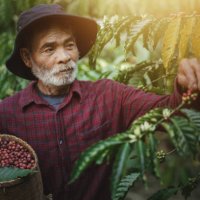 happy farmer picking arabica coffee beans on the coffee tree. - coffee stock pictures, royalty-free photos & images