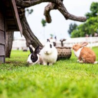 happy rabbits in garden - garden decoration stock pictures, royalty-free photos & images