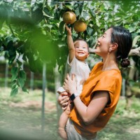 happy young asian family experiencing agriculture in an organic farm. harvesting fresh pears in orchard. mother teaching her baby girl to learn to respect the mother nature. sustainable living lifestyle. agriculture, harvest 