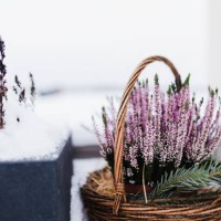 heathers in a basket in the snow - garden decoration stock pictures, royalty-free photos & images