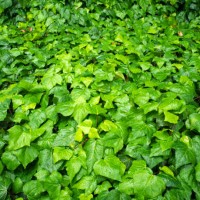 hedera helix background at osaka - garden decoration stock pictures, royalty-free photos & images