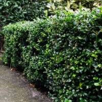 hedge - garden decoration stock pictures, royalty-free photos & images