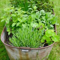 herb planter - garden decoration stock pictures, royalty-free photos & images