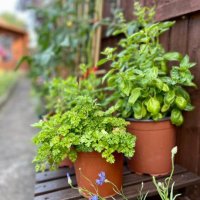 herbs growing in the garden - garden decoration stock pictures, royalty-free photos & images