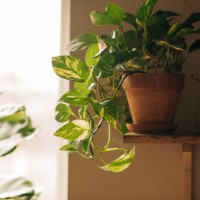 herbs in plant pots growing on a windowsill - garden decoration stock pictures, royalty-free photos & images
