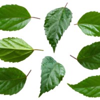 hibiscus (hibiscus) leaves isolated on white background, ready to use. - garden decoration stock pictures, royalty-free photos & images