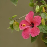 hibiscus rosa-sinensis flower - garden decoration stock pictures, royalty-free photos & images