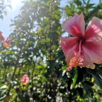 hibiscus rosa-sinensis hibiscus malvaceae pink red flower blooming in garden nature background - garden decoration stock pictures, royalty-free photos & images