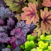 high angle close up of lush colorful leaves - garden decoration stock pictures, royalty-free photos & images