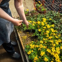 high angle view of unrecognizable woman taking care of plants - garden decoration stock pictures, royalty-free photos & images