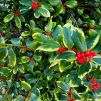 holly with red berries, close-up, full frame - garden decoration stock pictures, royalty-free photos & images