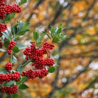 holly with red fruits - garden decoration stock pictures, royalty-free photos & images