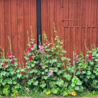 hollyhocks at a house wall in a red barn in the summer - garden decoration stock pictures, royalty-free photos & images