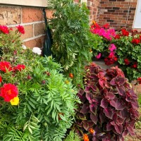 home flowers - garden decoration stock pictures, royalty-free photos & images